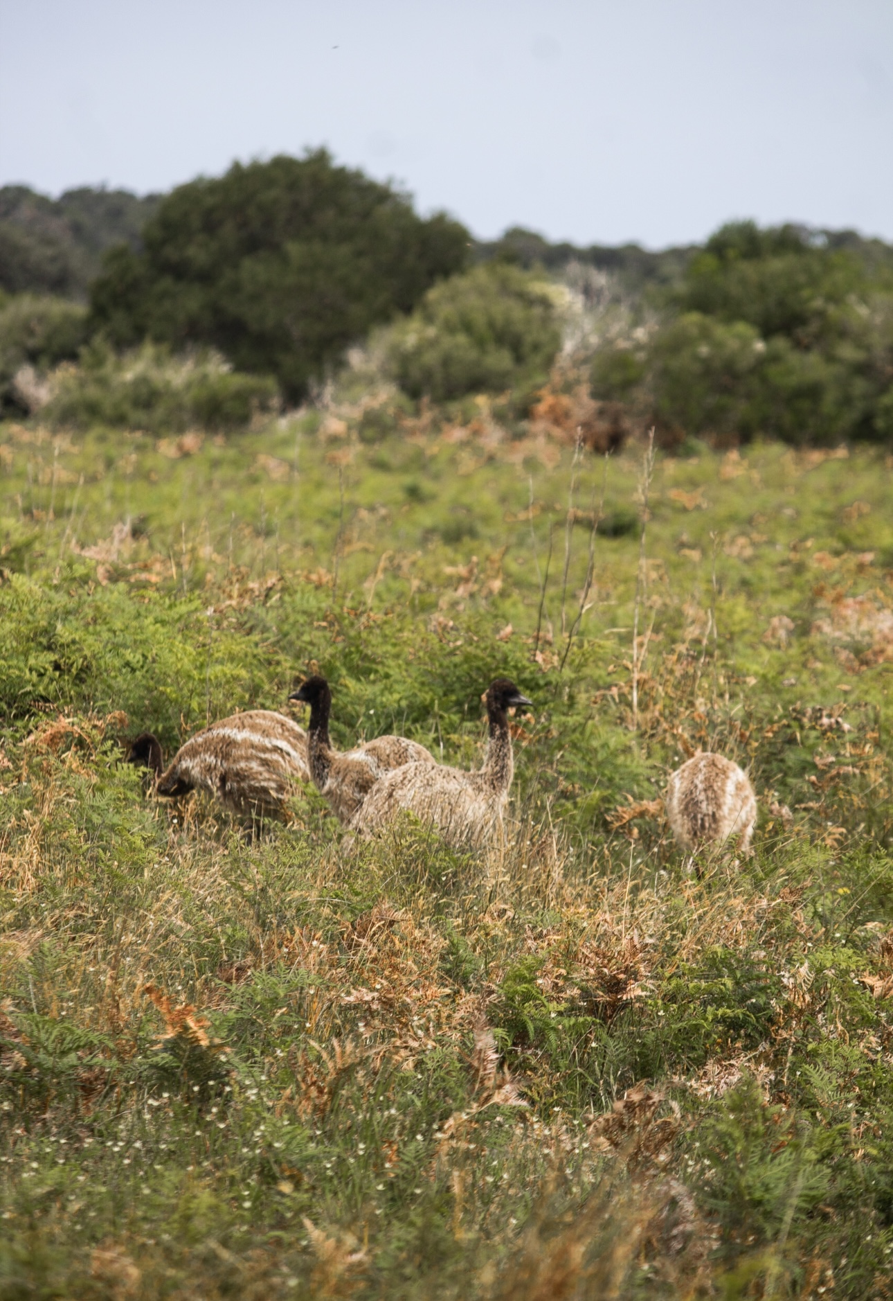 Exploring Wilsons Prom: The Prom Wildlife Walk