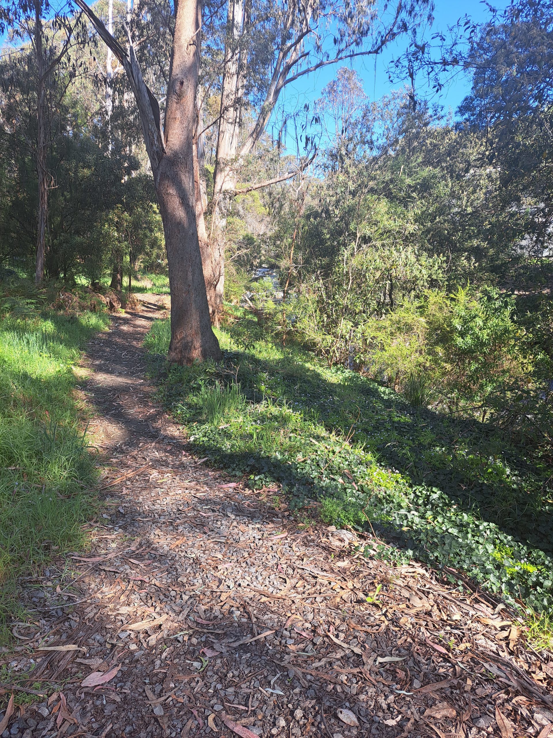 A Day Walk Along Cicada Walking Track on Rubicon River in Thornton