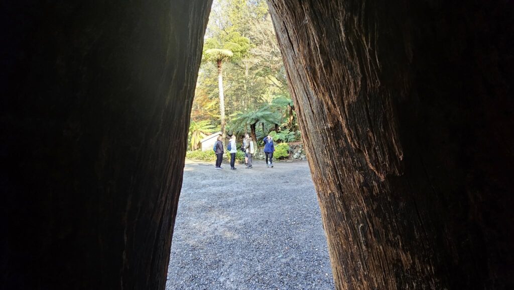 Hollow tree, Alfred Nicholas Memorial Gardens