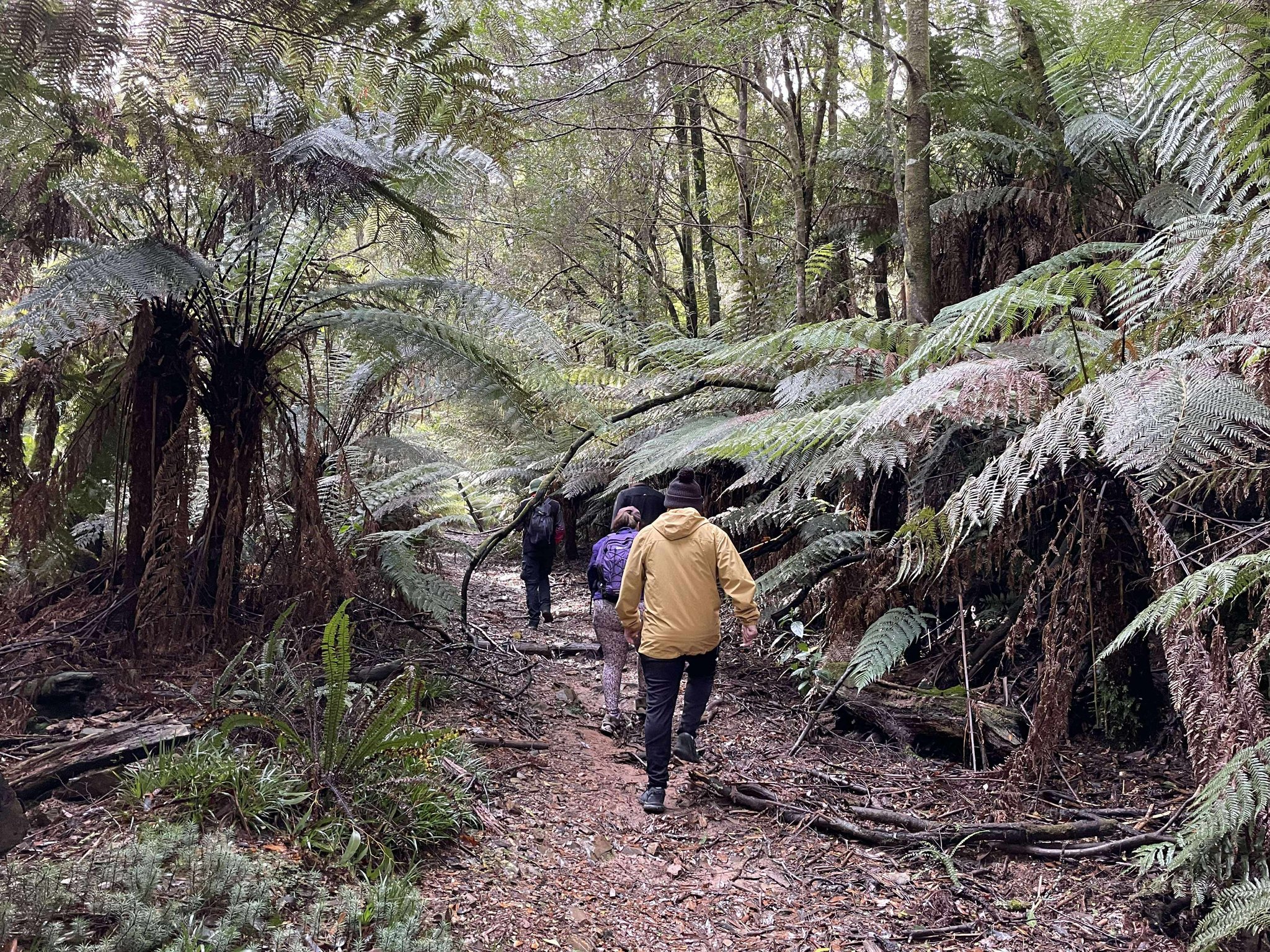 Myrtle Gully Circuit