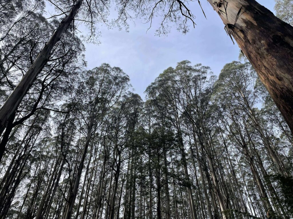Mountain Ash Trees