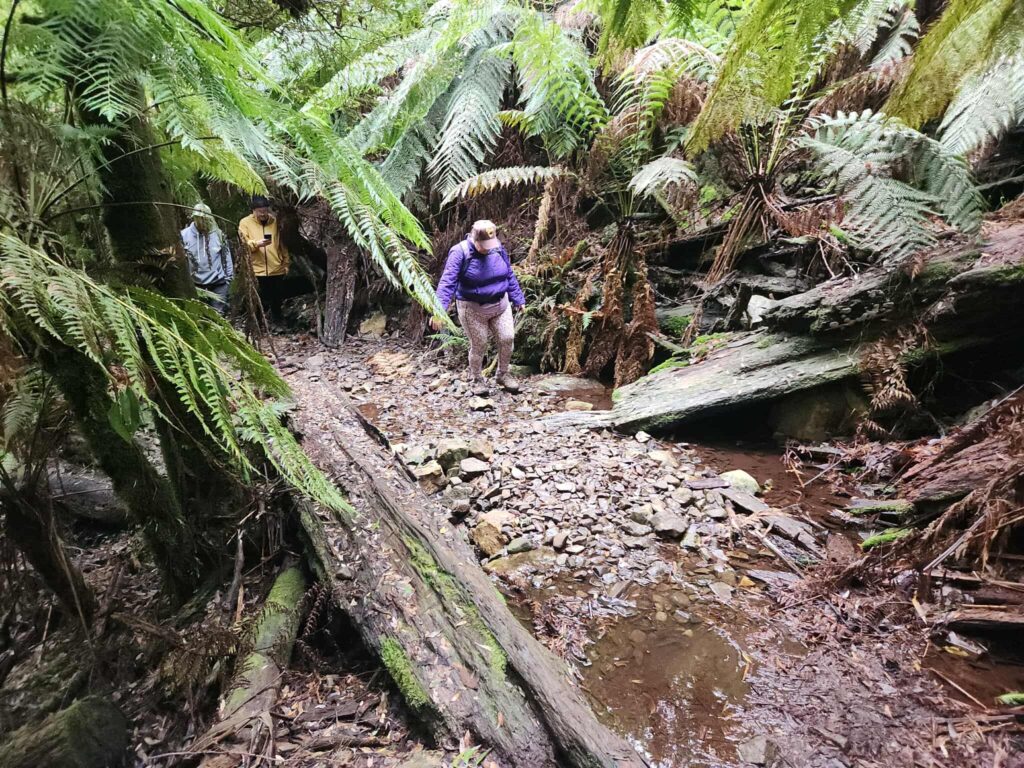 Muddy Track on Myrtle Gully Circuit