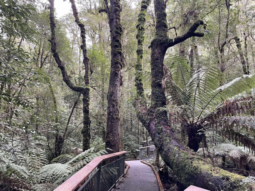 Wirrawilla Rainforest Walk