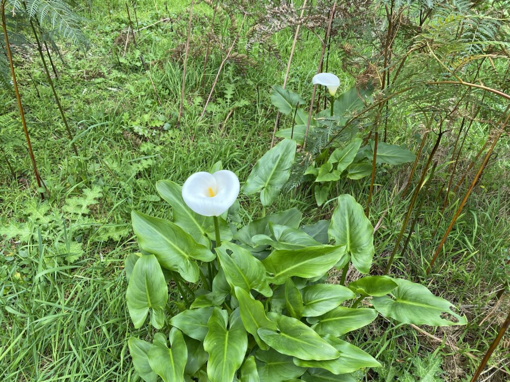 arum lily